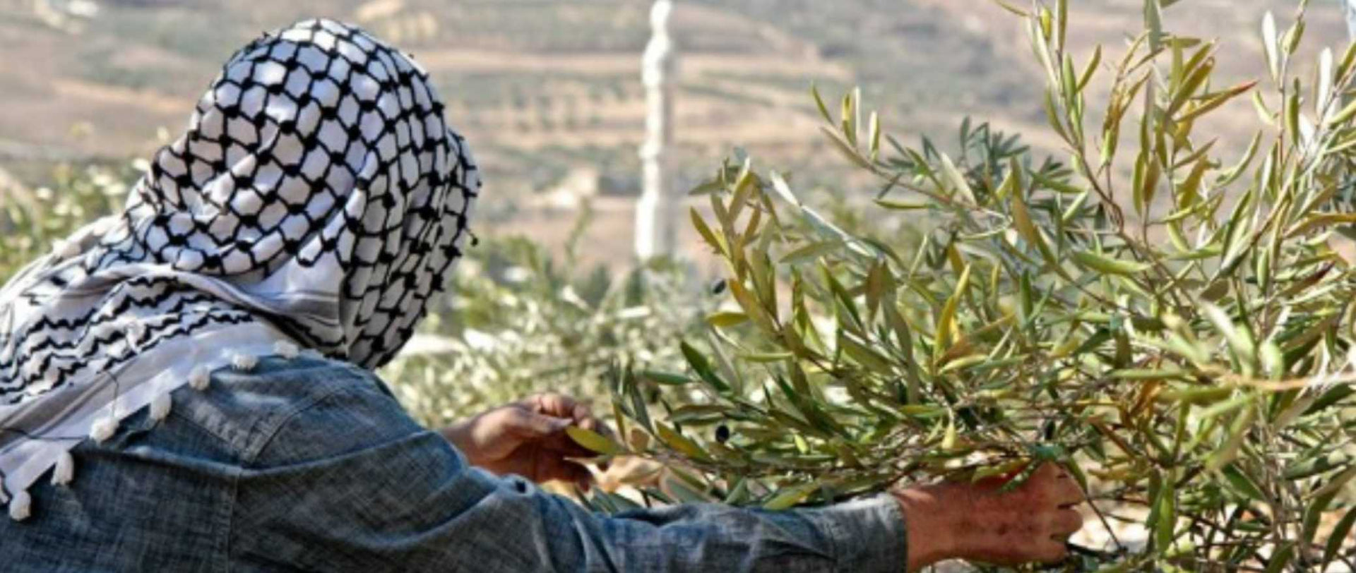 Zaytoun - Picking Olives