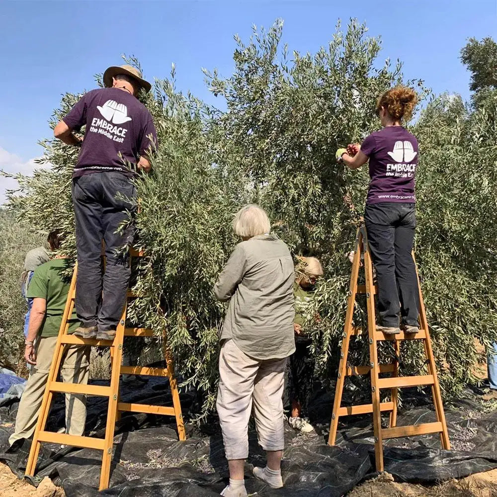 Alternative Gift Olive Tree Project 